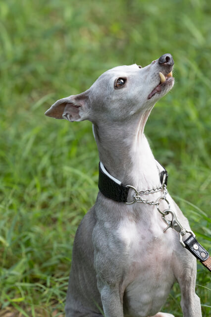 ウィペットの性格や特徴は?飼い方のコツや値段、病気等を解説!のサムネイル画像